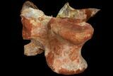 Spinosaurus Cervical (Neck) Vertebrae - Kem Kem Beds #110485-4